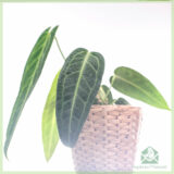 Anthurium hookeri kopen en verzorgen