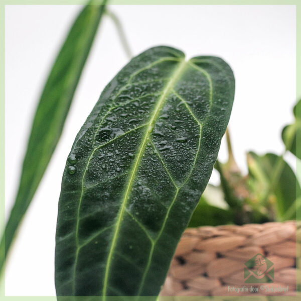 Köp och ta hand om Anthurium hookeri