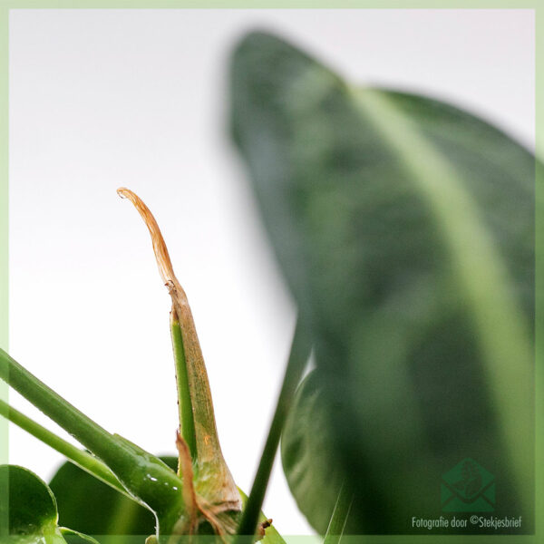 Anthurium hookeri kopen en verzorgen