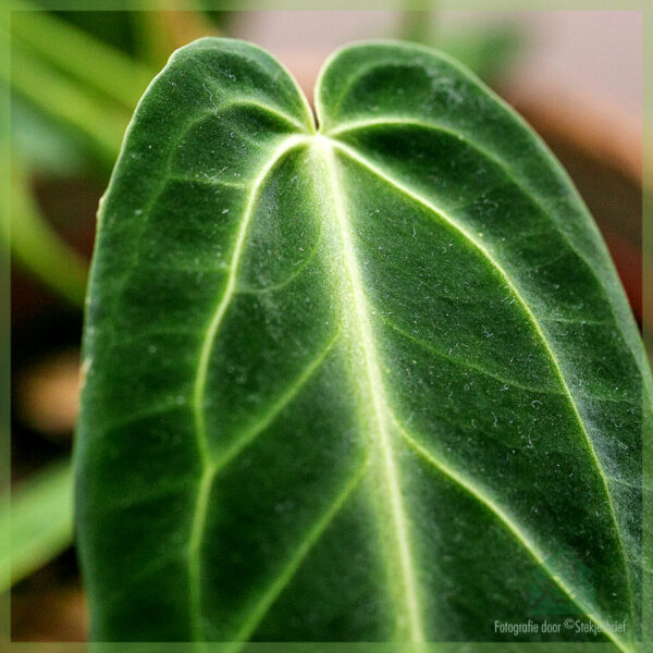 Anthurium hookeri kopen en verzorgen