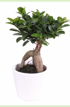 Ficus Microcarpa Ginseng in White Lady pot kopen