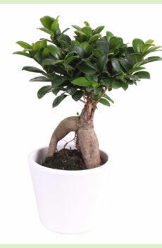 Купить Ficus Microcarpa Ginseng в горшке White Lady