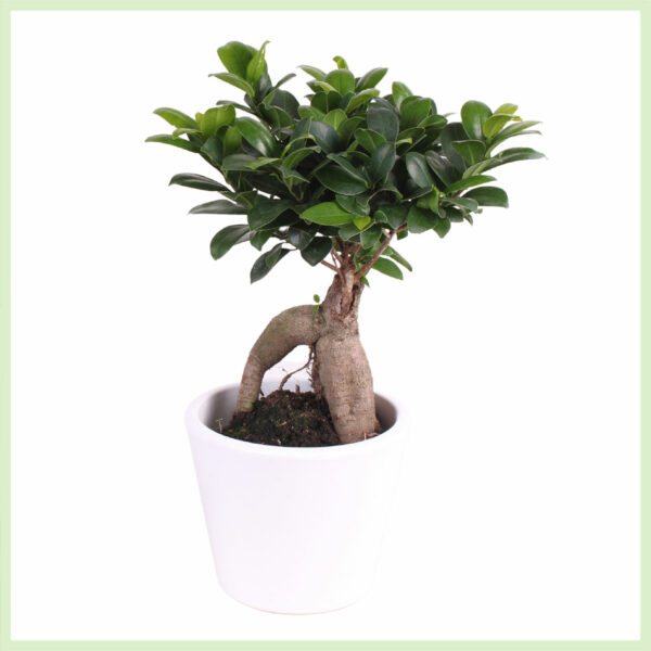 Купете Ficus Microcarpa Женшен во тенџере White Lady