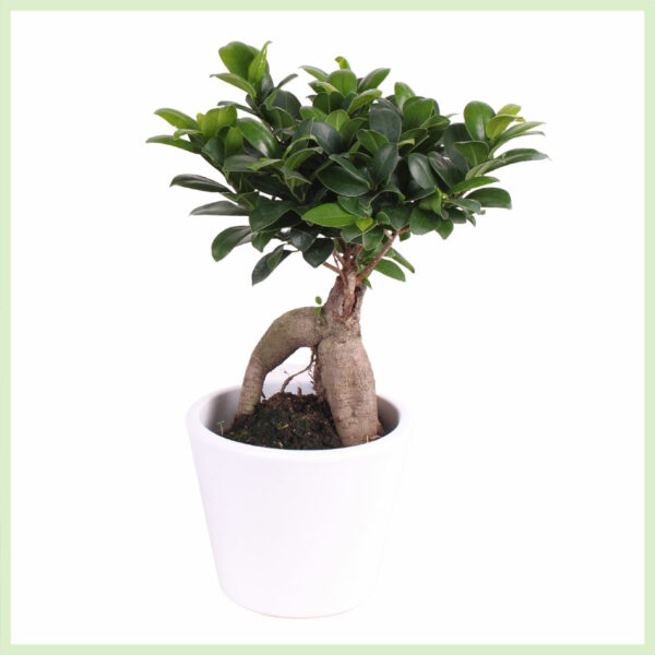 Ficus Microcarpa Ginseng in White Lady pot kopen