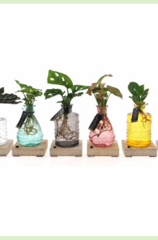 Hydroponické pokojové rostliny 6x ve skle - kupte si LED osvětlení