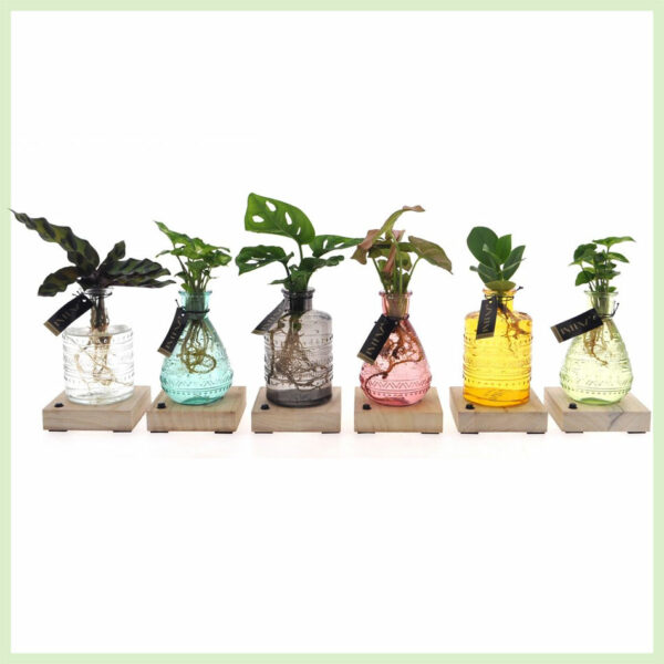 Hydroponie kamerplanten 6x in glas - LED verlichting kopen