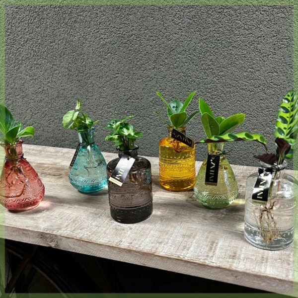 Hydroponie kamerplanten 6x in glas - LED verlichting kopen