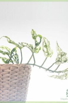 Monstera frozen freckles kopen en verzorgen