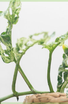 Acheter et entretenir les taches de rousseur congelées Monstera