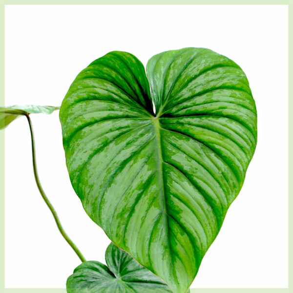 Philodendron Pastazanum kopen en verzorgen