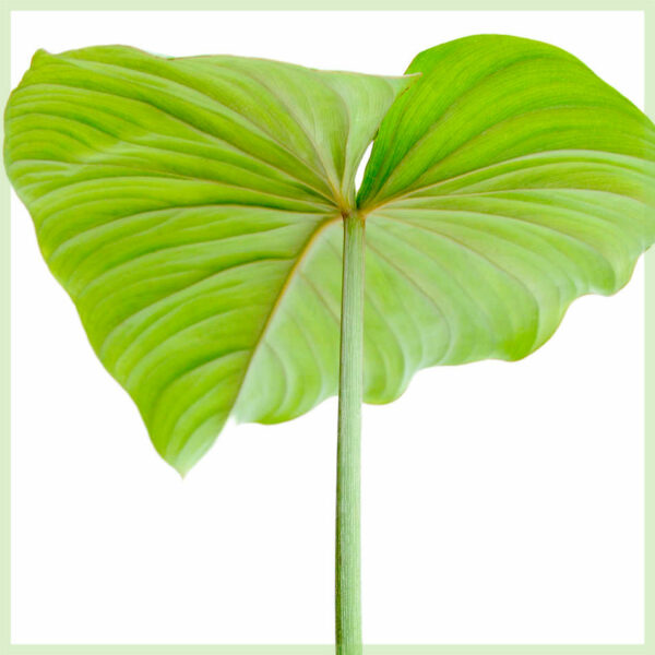 Philodendron Pastazanum kopen en verzorgen
