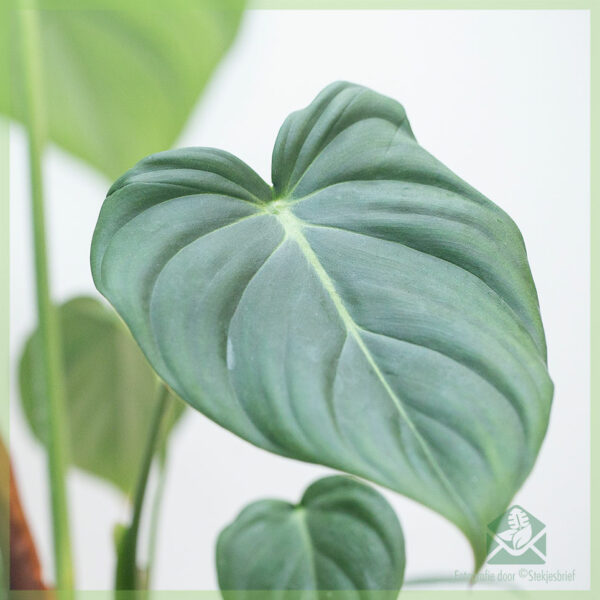Philodendron Pastazanum kopen en verzorgen
