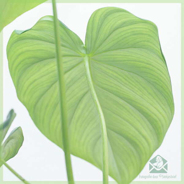 Koop en versorg Philodendron Pastazanum