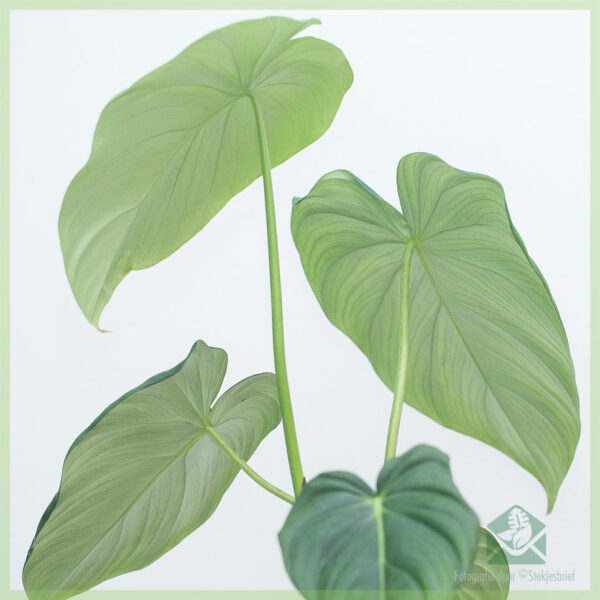 Pirkite ir prižiūrėkite Philodendron Pastazanum