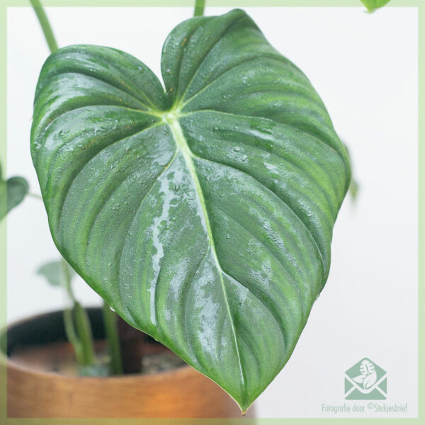 Philodendron Pastazanum මිලදී ගැනීම සහ රැකබලා ගැනීම