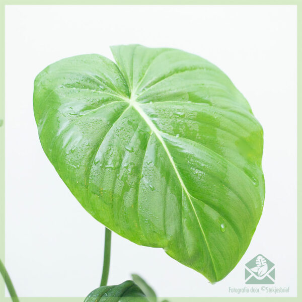 Philodendron Pastazanum kopen en verzorgen
