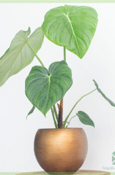 Eme et cura Philodendron Pastazanum