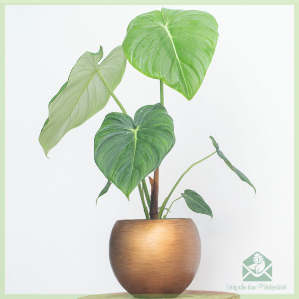 Philodendron Pastazanum kopen en verzorgen