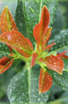 Prunus laurel laurocerasus 'Bonaparte' を購入する