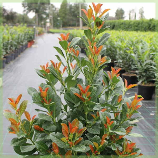 Prunus laurier laurocerasus 'Bonaparte' kopen