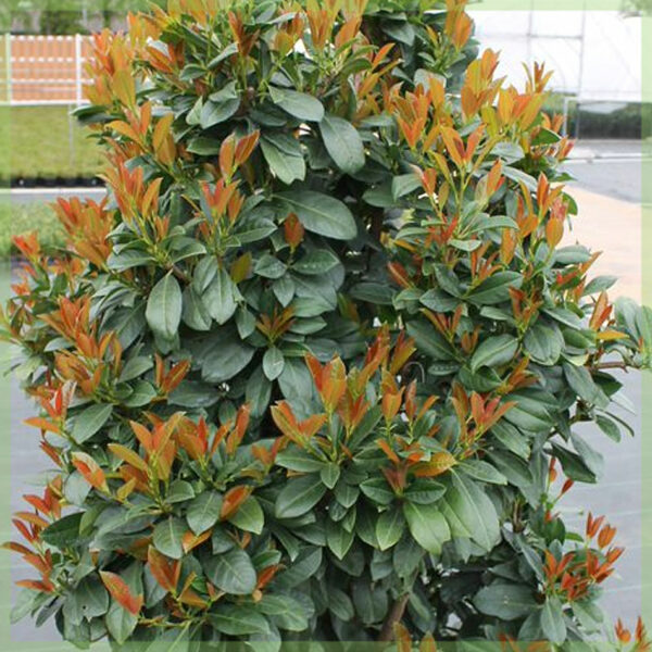 Achte Prunus Laurel laurocerasus 'Bonaparte'
