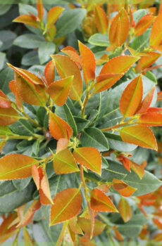 Acquista Prunus laurel laurocerasus 'Bonaparte'