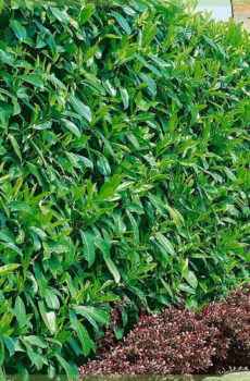 Acquista Prunus laurel laurocerasus 'Caucasica'