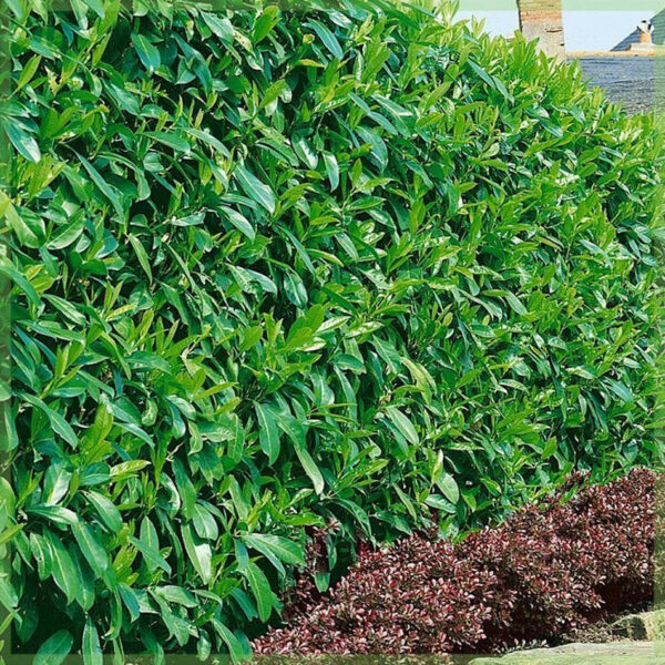 Prunus laurier laurocerasus 'Caucasica' kopen