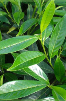 اشترِ Prunus laurel laurocerasus "Caucasica"