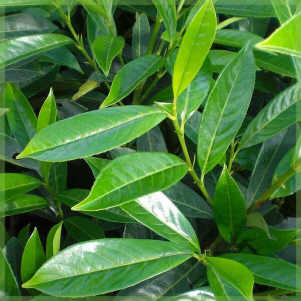 Prunus laurel laurocerasus 'Caucasica' මිලදී ගන්න