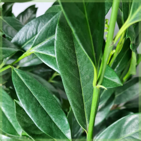 Koupit Prunus laurel laurocerasus 'Elly'