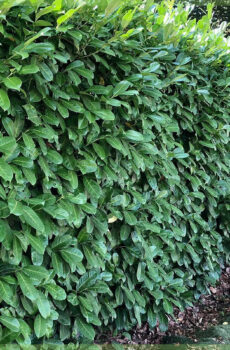 Prunus laurier laurocerasus 'Elly' kopen
