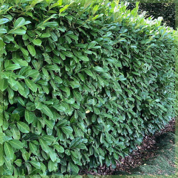 Prunus laurier laurocerasus 'Elly' kopen
