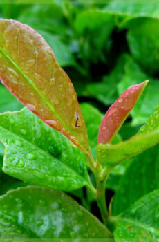 Bli Prunus laurel laurocerasus 'Etna'