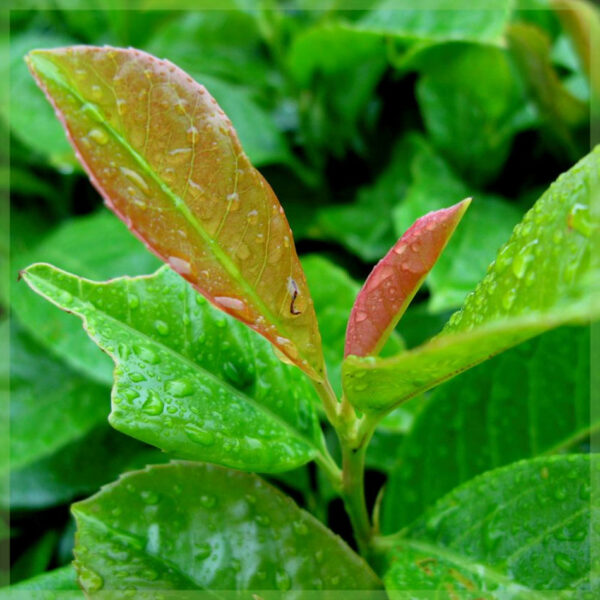 Pirkite Prunus laurel laurocerasus 'Etna'