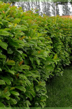 Prunus laurier laurocerasus 'Etna' kopen