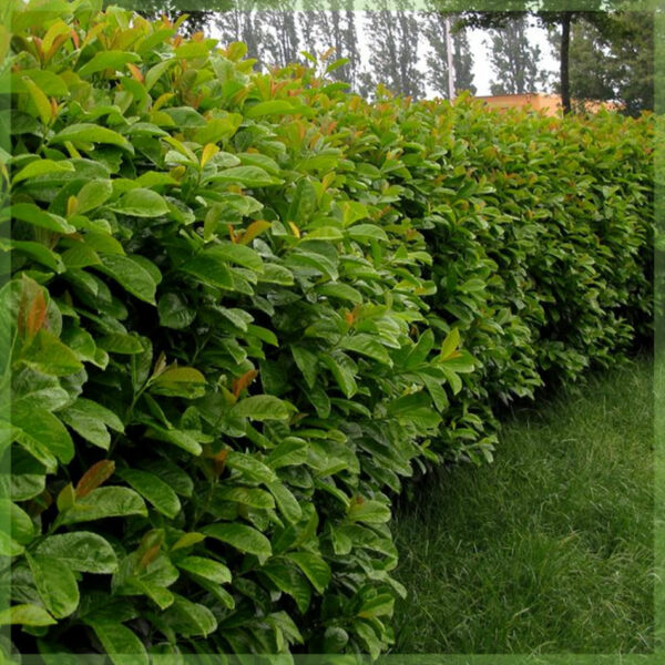 Vásároljon Prunus laurel laurocerasus 'Etna'