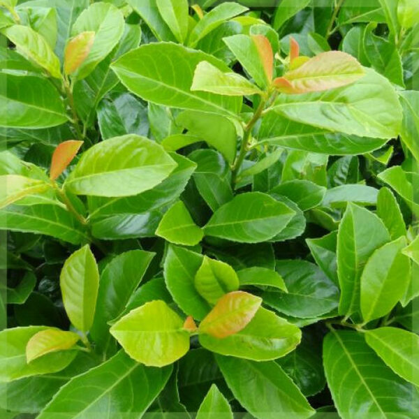 Vásároljon Prunus laurel laurocerasus 'Etna'