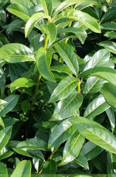 Kaaft Prunus Laurel laurocerasus 'Genolia'