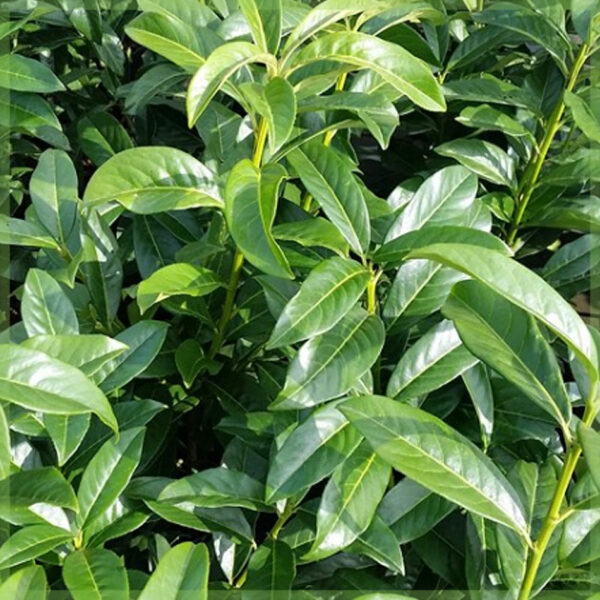 Kaaft Prunus Laurel laurocerasus 'Genolia'