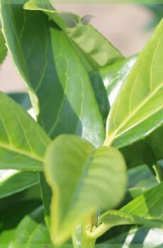 Tuku Prunus laurel laurocerasus 'Genolia'