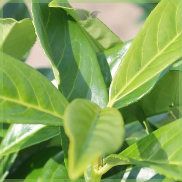 Iibso Prunus laurel laurocerasus 'Genolia'