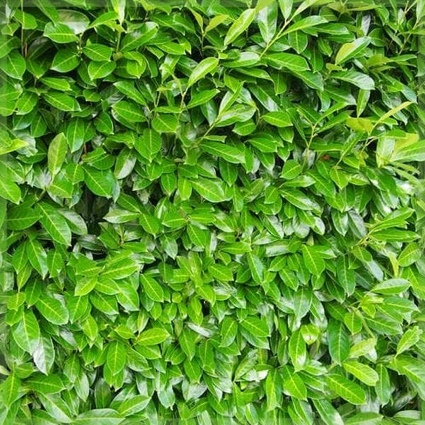 Prunus laurier laurocerasus 'Rotundifolia' kopen