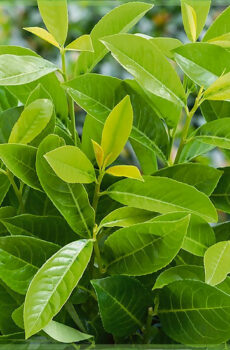 Kaaft Prunus Laurel laurocerasus 'Rotundifolia'