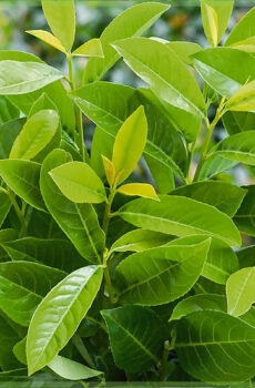Prunus laurier laurocerasus 'Rotundifolia' kopen