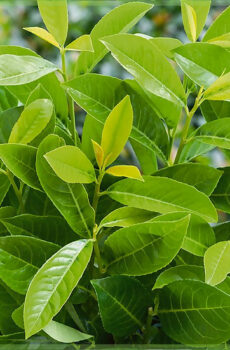 Tuku Prunus laurel laurocerasus 'Rotundifolia'