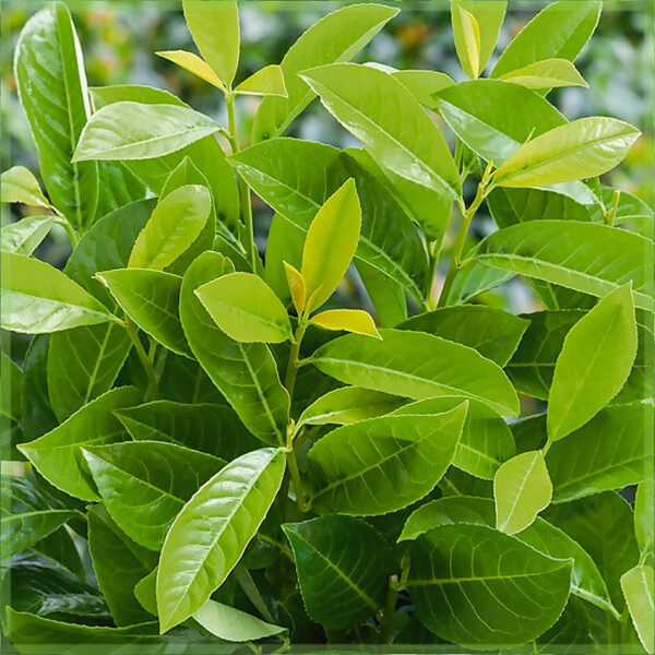 Køb Prunus laurbær laurocerasus 'Rotundifolia'