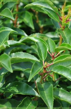 Buy Prunus Lusitanica Angustifolia - Portuguese laurea