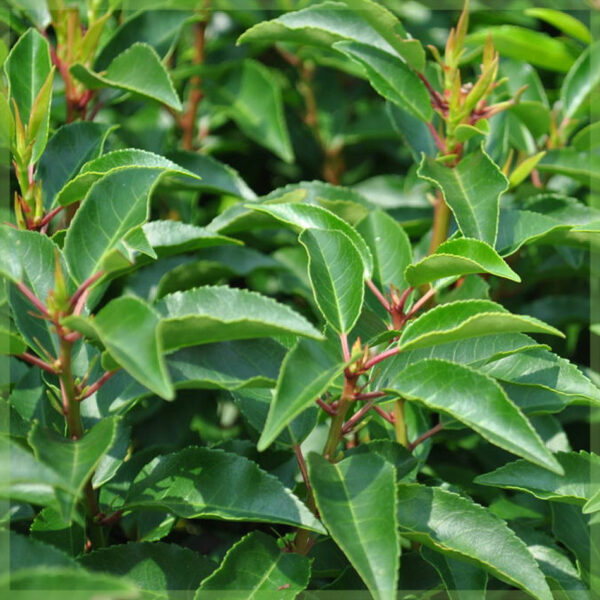 Купіце Prunus Lusitanica Angustifolia - партугальскі лаўр