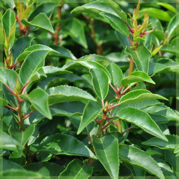 Vidio ny Prunus Lusitanica Angustifolia - laurel portogey